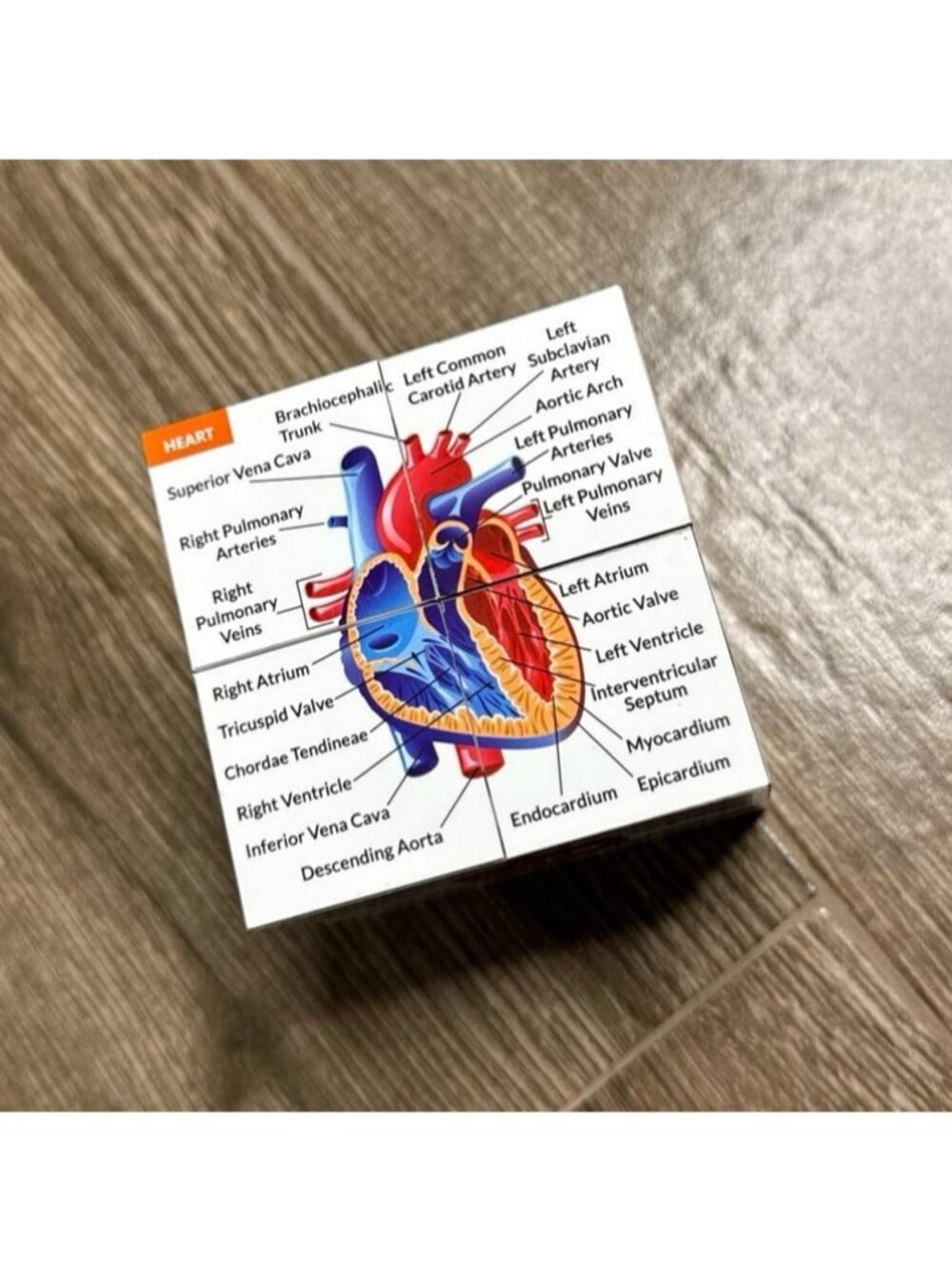 Kits of Medicine Human Anatomy Study Cube 9 parts of human body